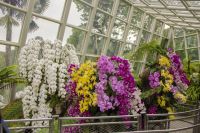 012 – Singapur, Orchideengarten