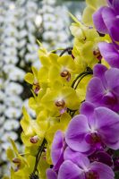 013 – Singapur, Orchideengarten