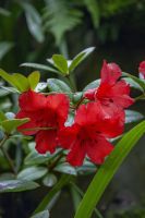 015 – Singapur, Orchideengarten