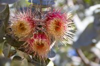 038 – Australien, Perth, Kings Park