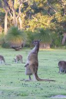 063 – Australien, Känguru