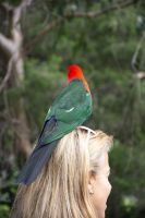 069 – Australien, Great Ocean Road