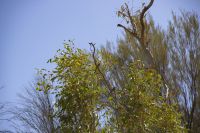 104 – Australien, Standley Chasm