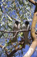 111 – Australien, Alice Springs, Desert Park