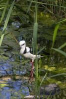 113 – Australien, Alice Springs, Desert Park