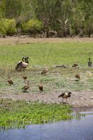 140 – Australien, Kakadu-Nationalpark
