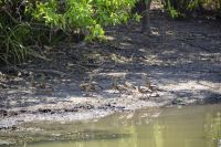 142 – Australien, Kakadu-Nationalpark