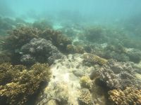 170.07 – Australien, Great Barrier Reef