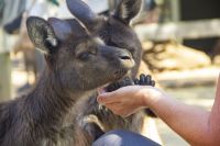 227 – Australien, Featherdale Wildlife Park