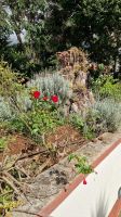 7-21_Esmeraldas Kräutergarten.jpg