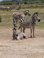 055 Moremi Game Reserve