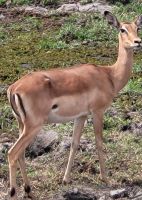 057 Moremi Game Reserve