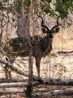 126 Unterwegs zur Namushasha Lodge