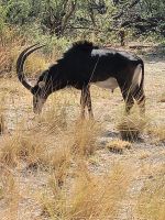 142 Jeepsafari im Bwabwata NP