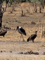 147 Jeepsafari im Bwabwata NP