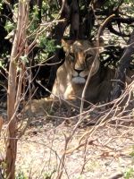 150 Jeepsafari im Bwabwata NP