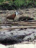 155 Bootstour im Bwabwata NP