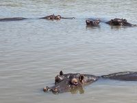 Wassersafari in Mtubatuba - St. Lucia