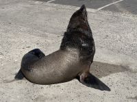 Ein Gast im Hafen von Hout Bay