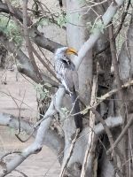 171 Chobe Nationalpark