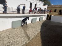 Spanische Hofreitschule in Ronda