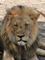 190 Chobe Nationalpark