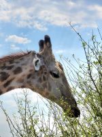 193 Chobe Nationalpark