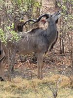 195 Chobe Nationalpark
