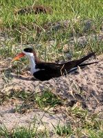 204 Bootstour auf dem Chobe