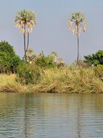 222 Bootstour auf dem Sambesi