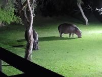 227 nächtlicher Besuch in der Lodge