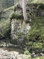entlang dem Schwarzwasserbach - kleine Naturwunder