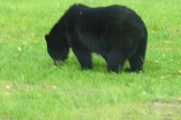 Meister Petz am Wegrand