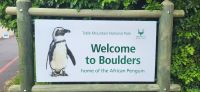 35 Pinguine am  Boulders Beach