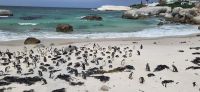 36 Pinguine am  Boulders Beach
