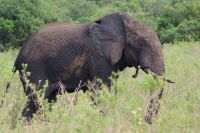 129 Elefanten im Hluhluwe Nationalpark