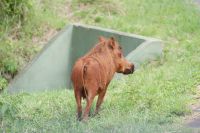 134 eingestaubtes Warzenschwein im Hluhluwe Nationalpark