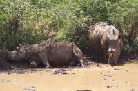 136 Breitmaulnashörner im Hluhluwe Nationalpark