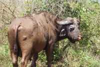139 Büffel  im Hluhluwe Nationalpark