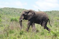 141 Hluhluwe Nationalpark