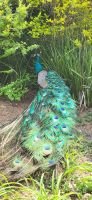 180 Pfau im schönen Kleid