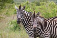 205 Zebras im Krüger Park