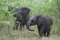 207 Elefanten im Krüger Park