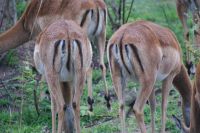 227 African Mc Donalds