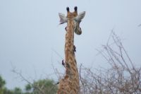 231 Giraffe mit Webervogel