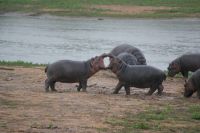 248 Hippokindergarten