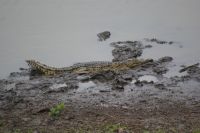 249 Minikrokodil