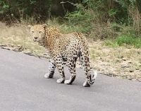 255 Leopard im Krügerpark