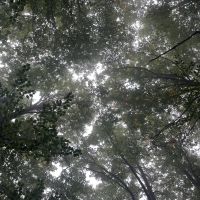  Wunderschönes Walddach