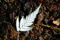 Blatt vom Silberfarn